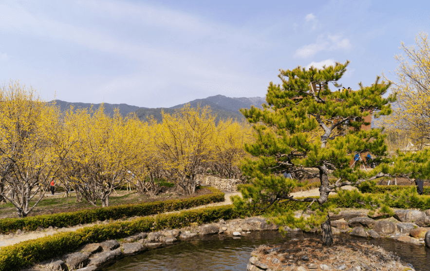 2025 구례 산수유축제 일정·개화시기 총정리