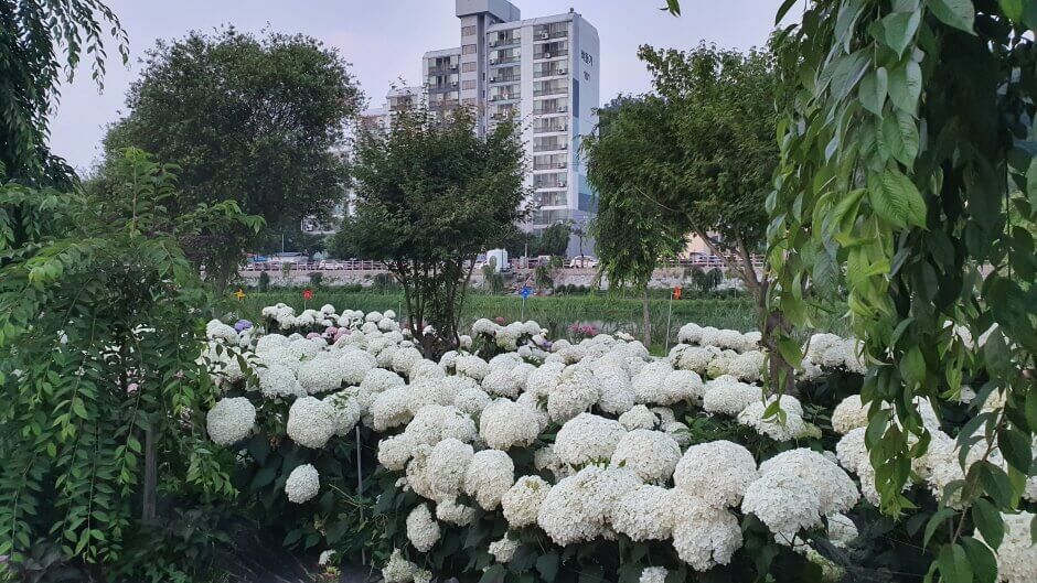 유구색동수국정원꽃축제