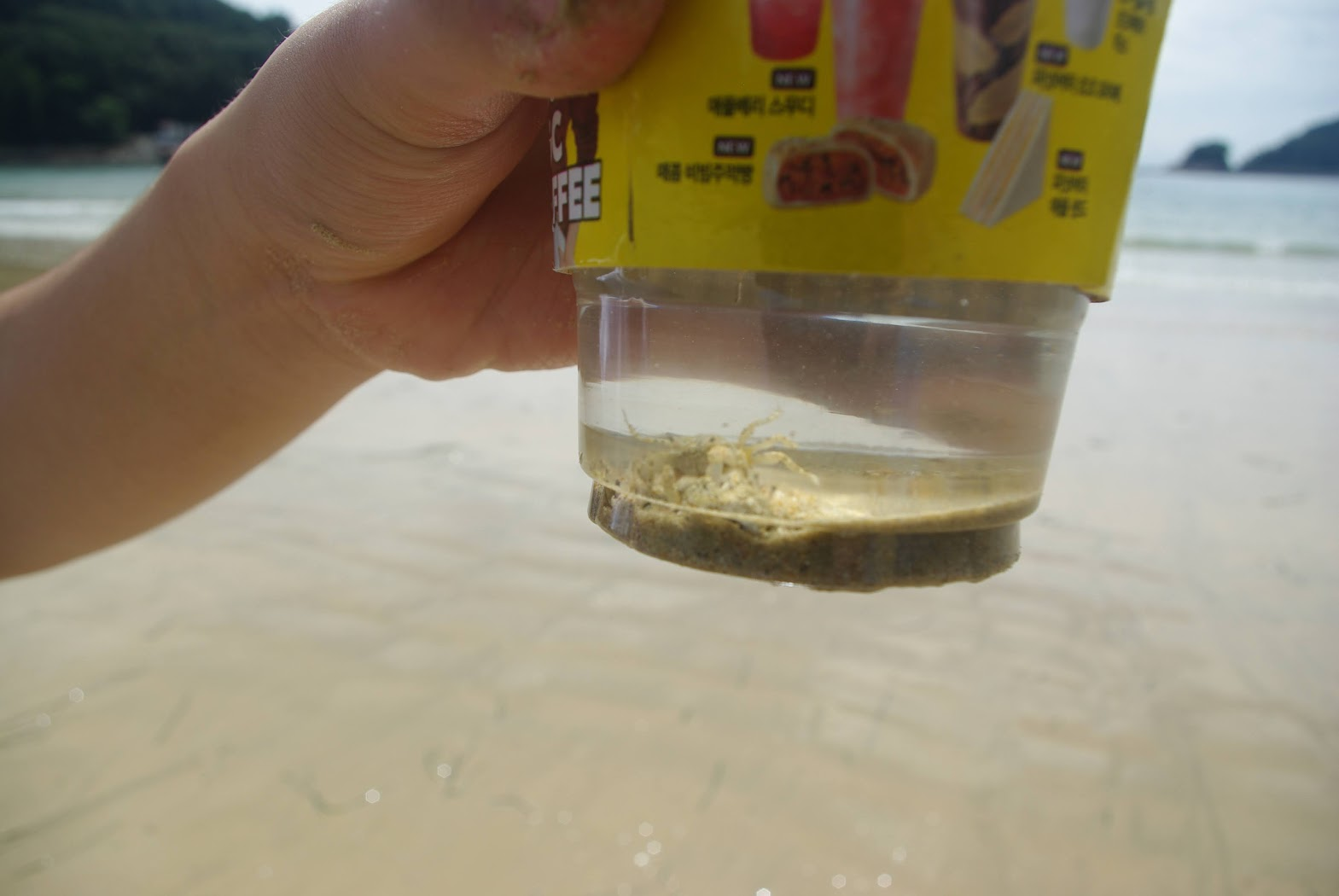 잡은 작은게 확대 사진