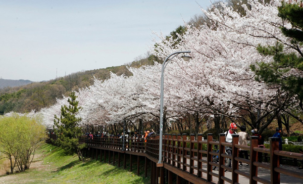과천 서울대공원 벚꽃 터널 드라이브 및 경마공원 입구