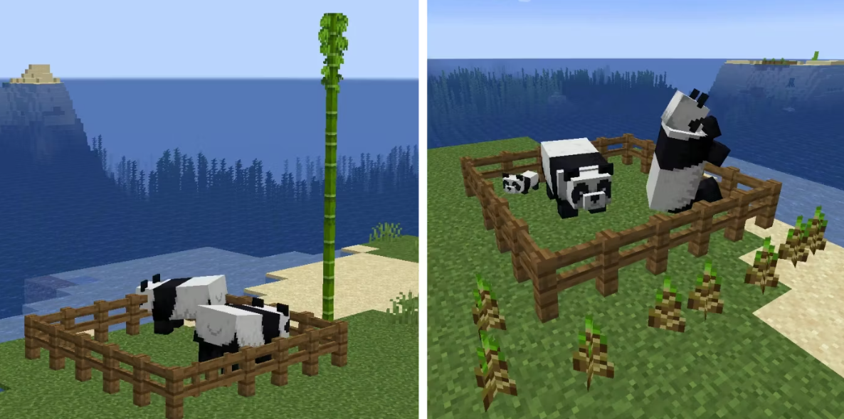 마인크래프트 판다 길들이기와 교배에 대한 공략