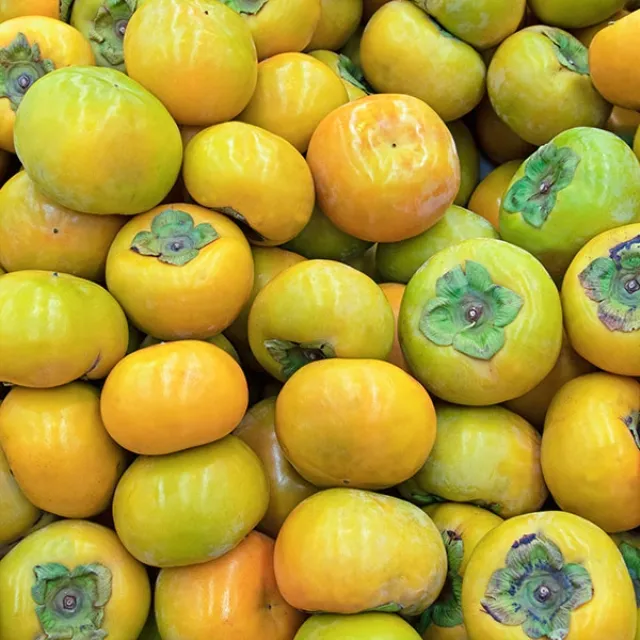 &amp;quot;태추단감이란/