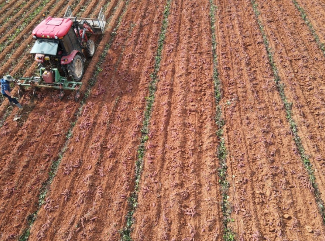대가마을고구마