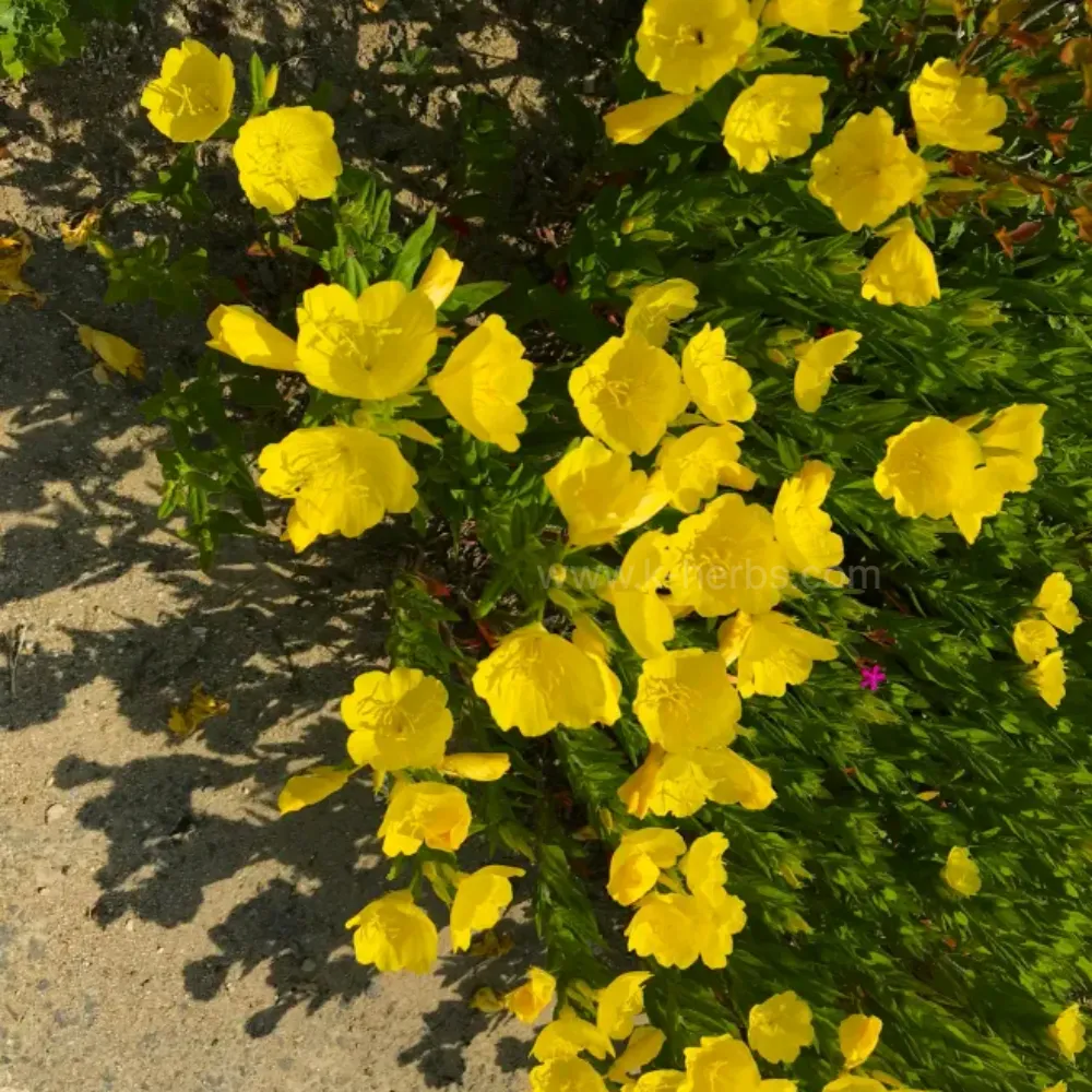 달맞이꽃 Evening Primrose