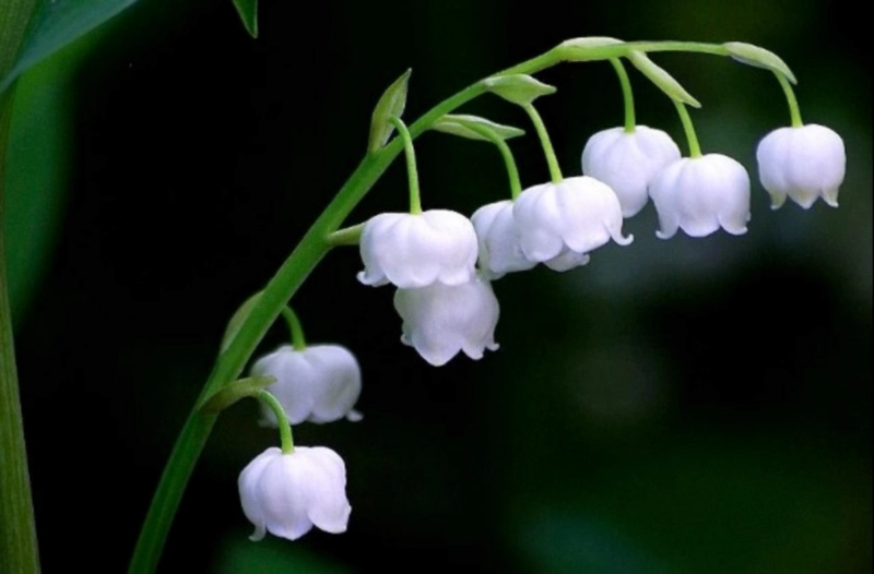 은방울꽃 부케 꽃말 포토 및 서인영 부케 은방울꽃 키우기