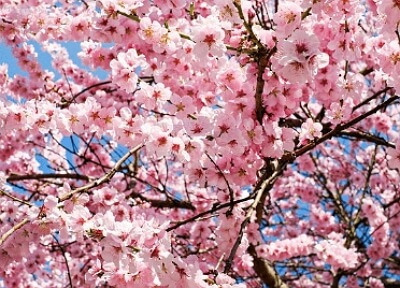 진해군항제 무료 셔틀버스 노선도, 기차 예매 꿀팁