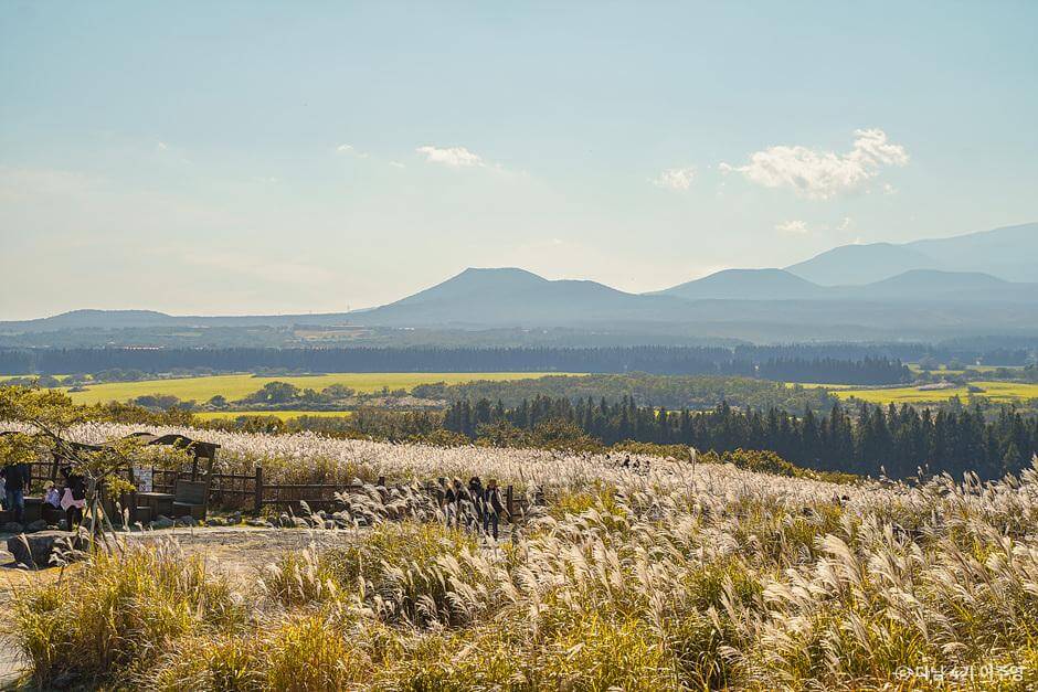 가을 여행지 제주도 은빛 물결 억새 추천 장소
