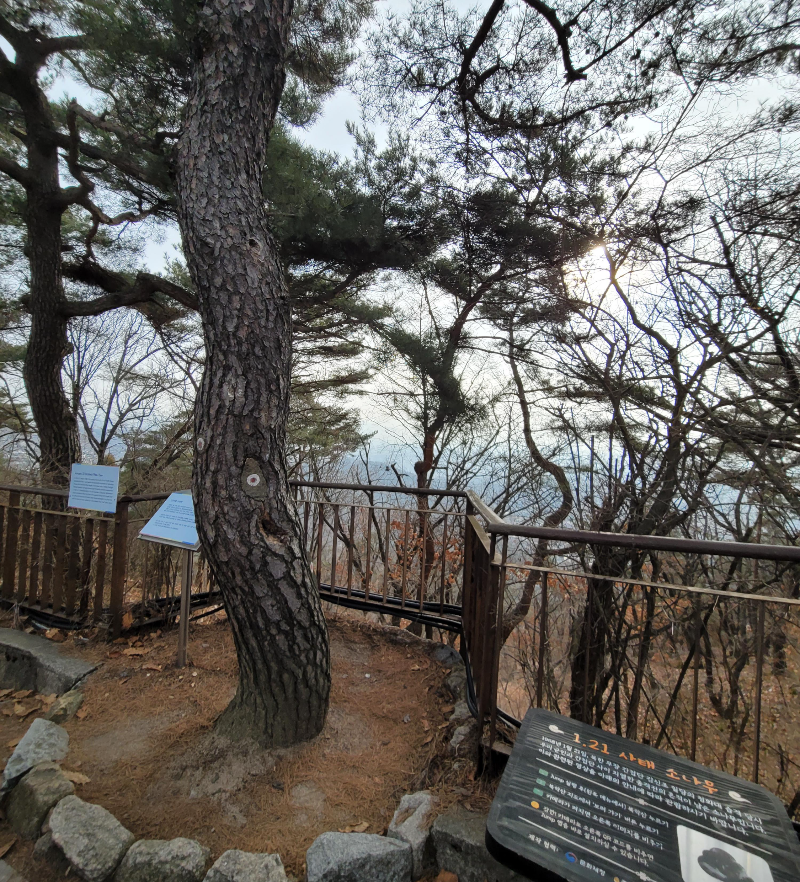 북악산 1.21 사태 소나무