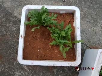&amp;quot;쑥갓