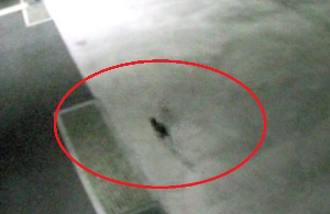 후쿠야마시 길고양이