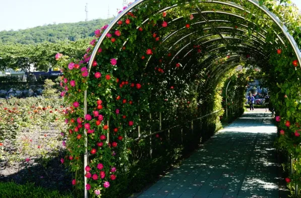  삼척장미축제 일정 