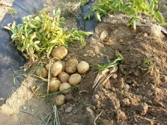 감자 재배 심는간격 상토 선택 배수 관리_3