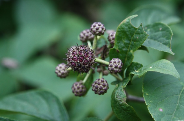 오갈피나무: 건강과 재배부터 약효까지 알아보는 토종 약용 식물 가이드