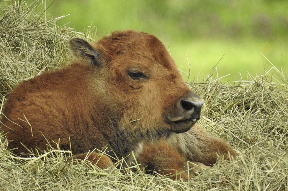 2026년 소띠 운세 총정리|재물운·건강운·직장운 완벽 해석