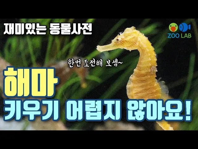 해마 키우기 출산징후 수명 물갈이법 먹이 횟수 물온도_6