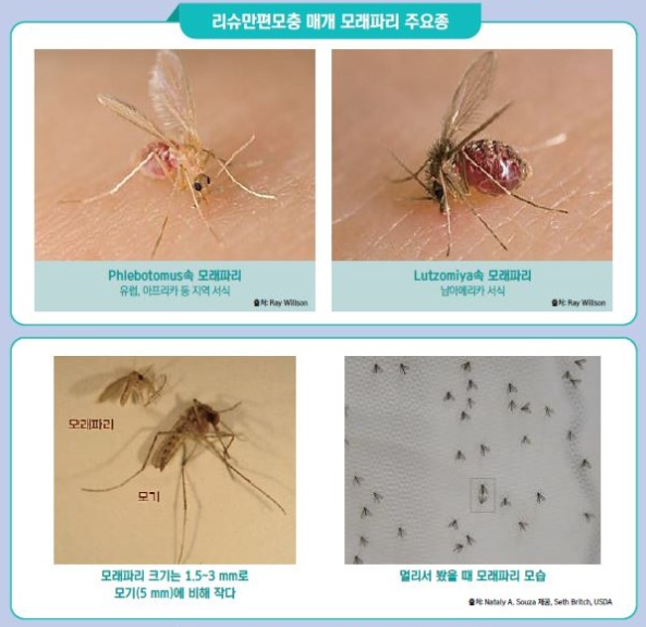 리슈만편모충의 매개 곤충인 모래파리(sand fly)