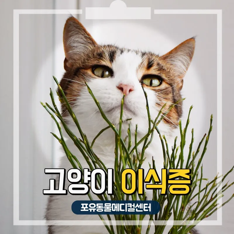 "고양이