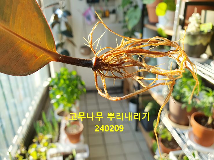 고무나무 뿌리내리기 240209