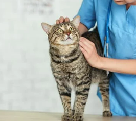 우리 고양이 발정기, 언제 오고 어떤 신호일까요? 그리고 중성화는요?