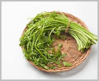 장마 기간 심으면 좋은 텃밭 작물