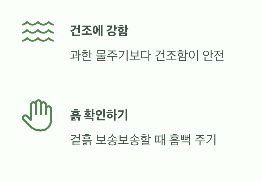 2. 물주기, 과습은 절대 금물