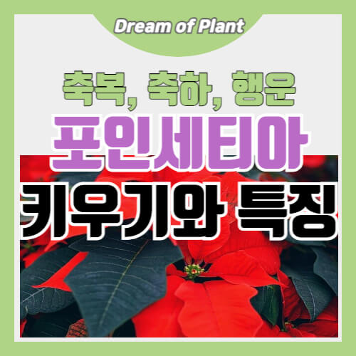 포인세티아 키우기와 특징 썸네일 이미지