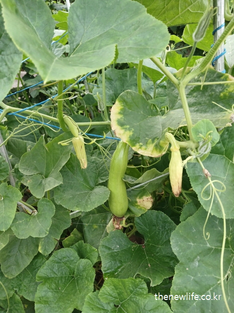 잎과 줄기 사이에서 자라는 애호박 여러 개-애호박 효능의 시력 보호와 눈 건강 관련된 실물 사진 (2)