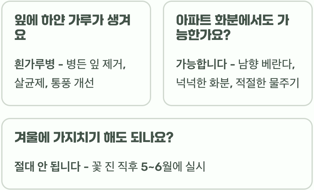 명자꽃 죽이지 않고 키우는 법 A to Z (물주기, 가지치기)