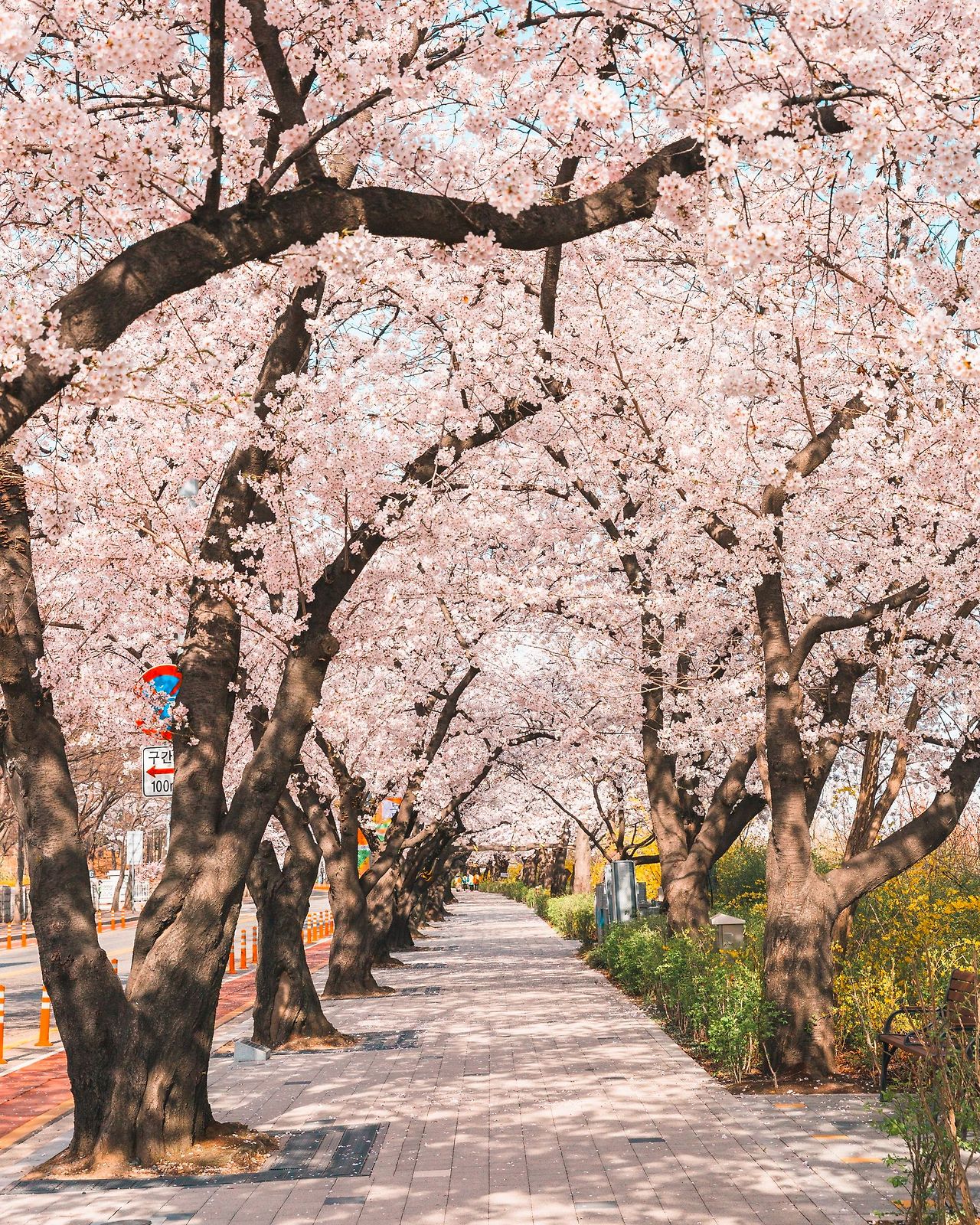 여의도 봄꽃 축제 벚꽃길 이미지. 만개한 벚꽃 아래로 길이 길게 이어져 있다.