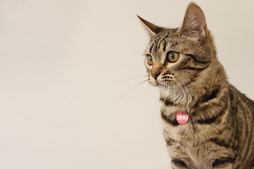 마이크로 니치 시장 - 💡 반려동물 전용 웨어러블 기기 시장 트렌드