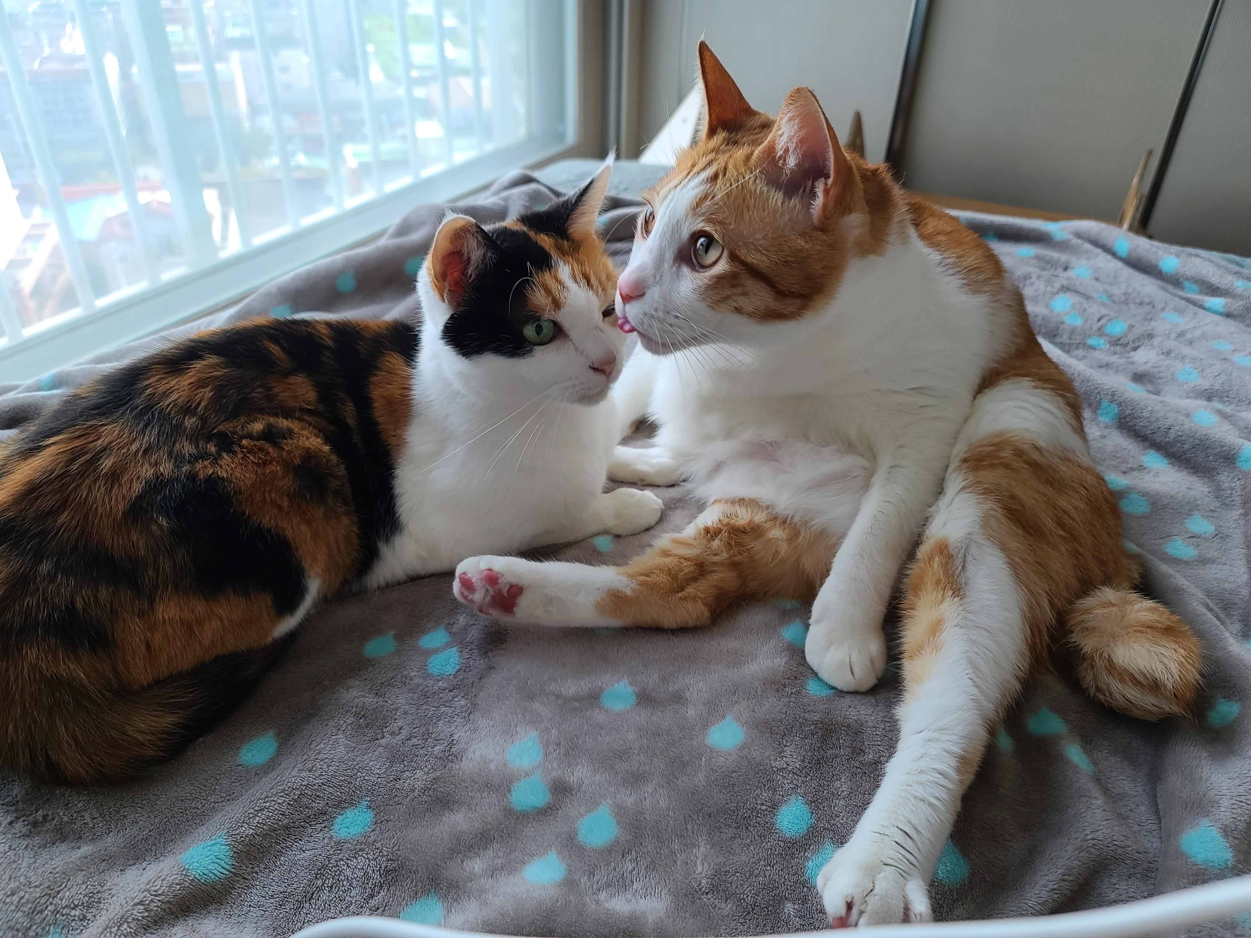 너무 예쁜 우리집 2호 고양이 커플. 삼색이 요미와 치즈냥이 막둥이 (feat.너무 다정한 그루밍)