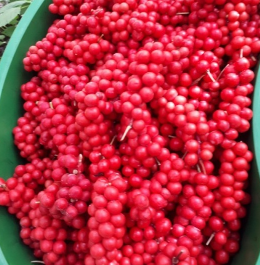 으뜸농원 오미자