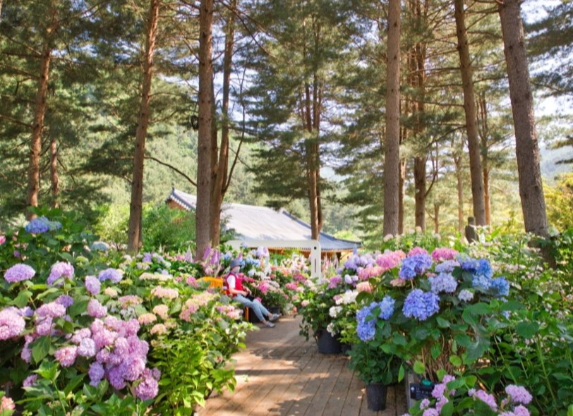 아침고요 수국 전시회