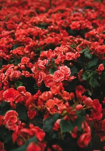 적양파 재배 모종 심기 재식 거리 질소 과다 주의_12