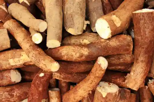 칡즙 효능 및 복용시 주의점