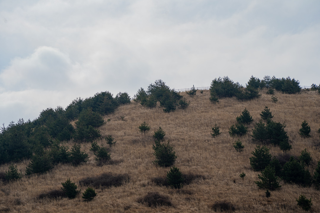 용눈이 오름 특징