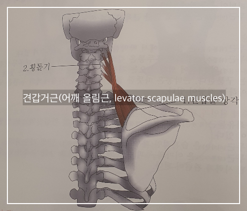 견갑거근(어깨 올림근, levator scapulae muscles)