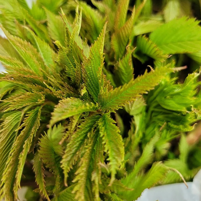 눈개승마