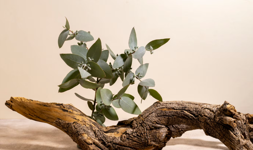 실내 공기 정화 식물 추천: 깨끗한 실내 환경을 위한 최고의 선택