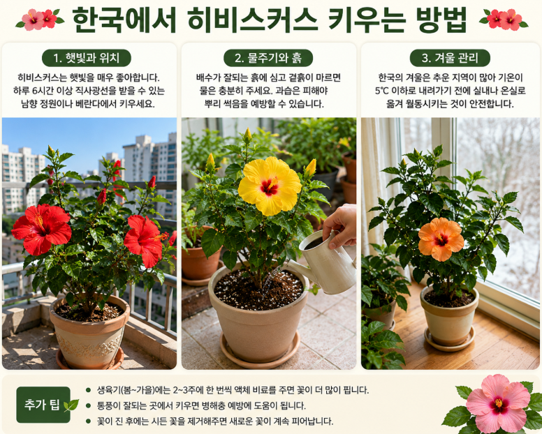 히비스커스 화분에서 키우기 히비스커스 월동 히비스커스 키우는 방법