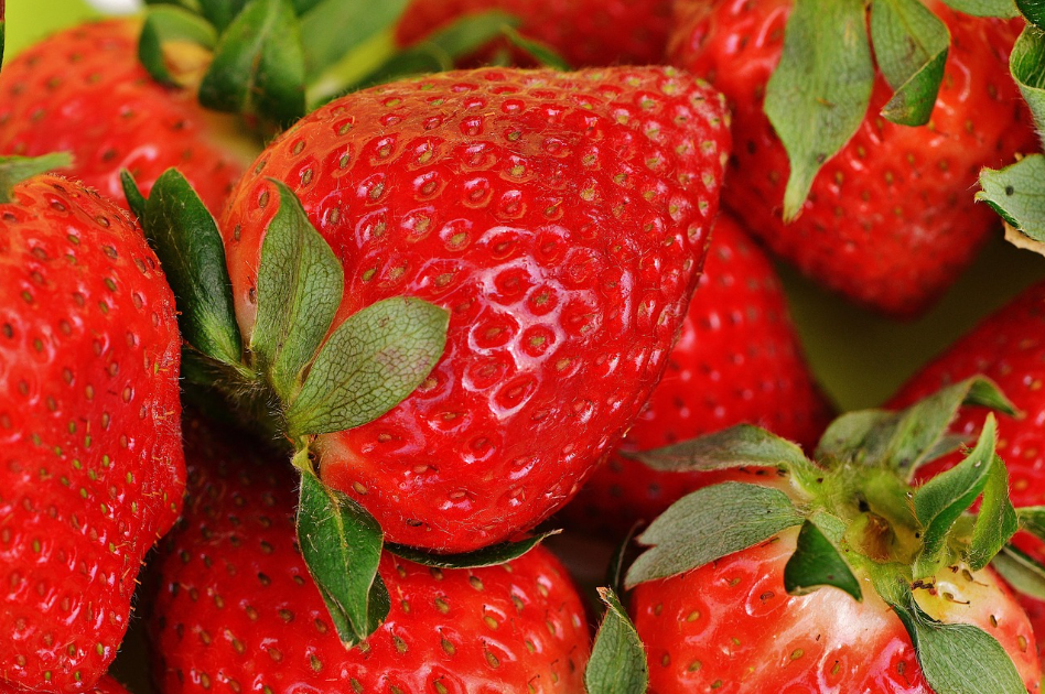 딸기(Fragaria, Strawberry) 상세 설명 관련 사진