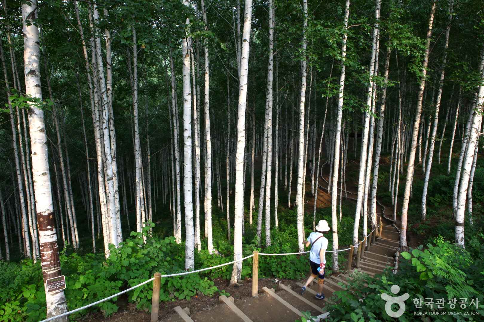 속삭이는 자작나무 숲