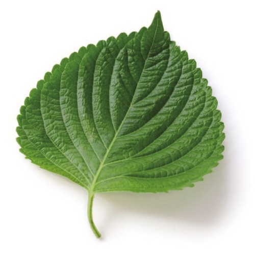 깻잎 모양
