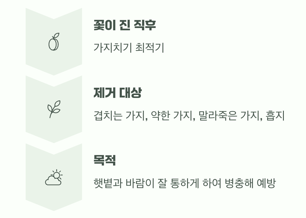 4. 멋진 수형을 위한 최소한의 손길, 가지치기
