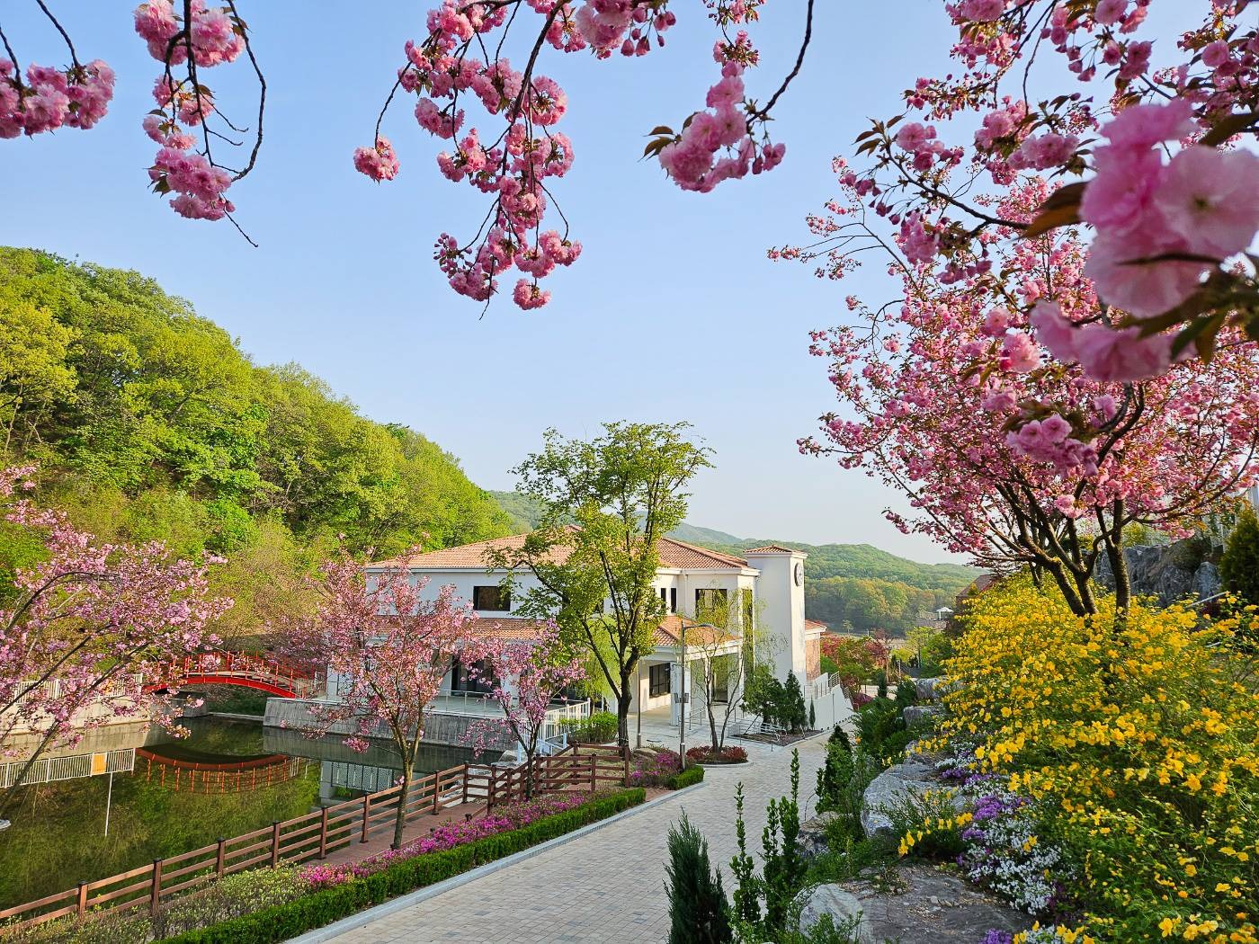 용인 자작나무숲 봄꽃축제