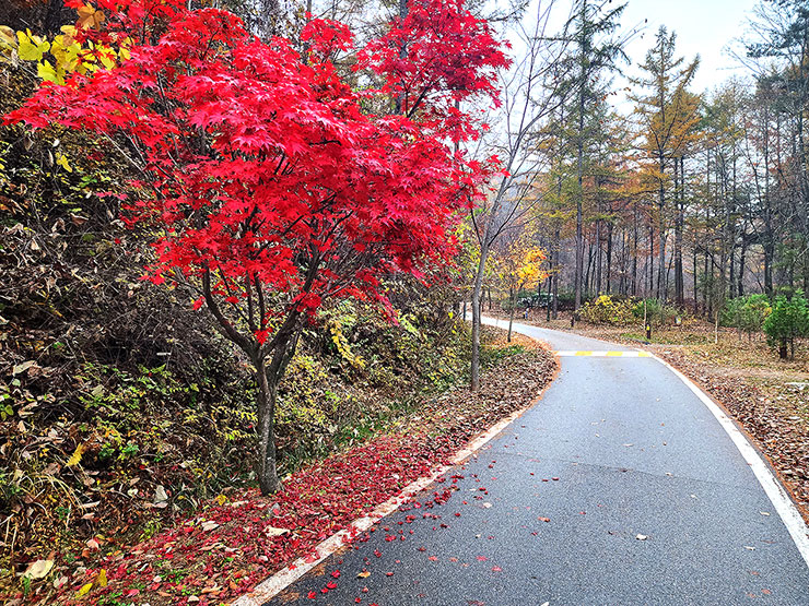 강원도 국립 화천숲속야영장 소개