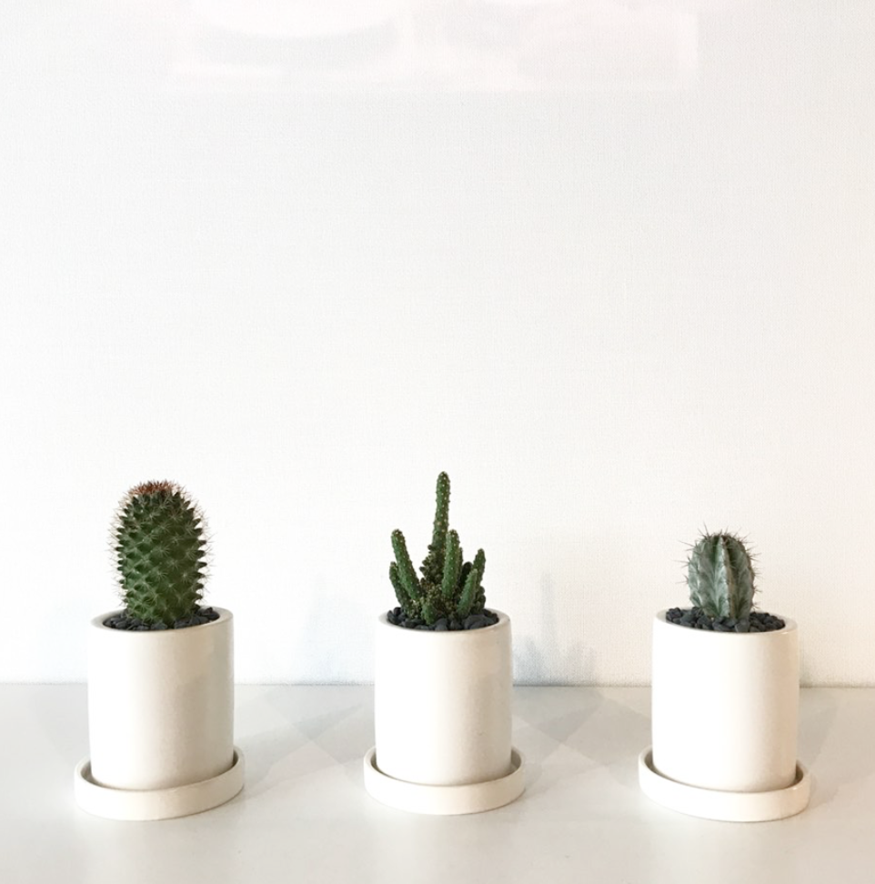 가정에서 키우는 반려식물중의 하나인 선인장