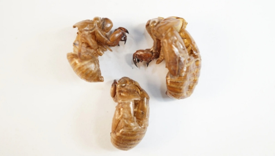 야생에서 채취를 한 매미의 껍질을 하얀 바닥 위에 3개를 놓아두고 찍은 사진