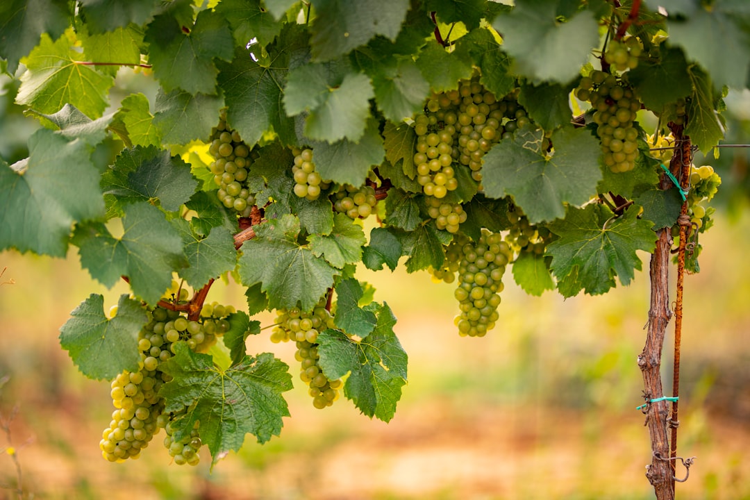 Vine