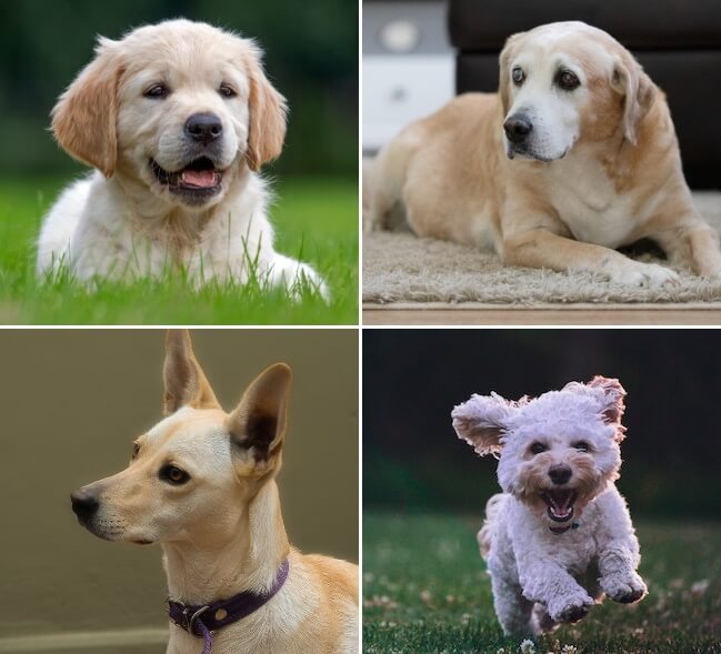 반려견 토 원인